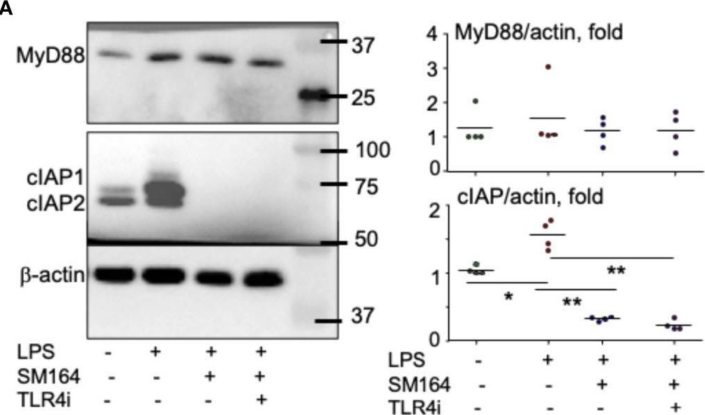 Fig.5.A from the publication: Lipopolysaccharide sensitizes the therapeutic response of breast cancer to IAP antagonist.