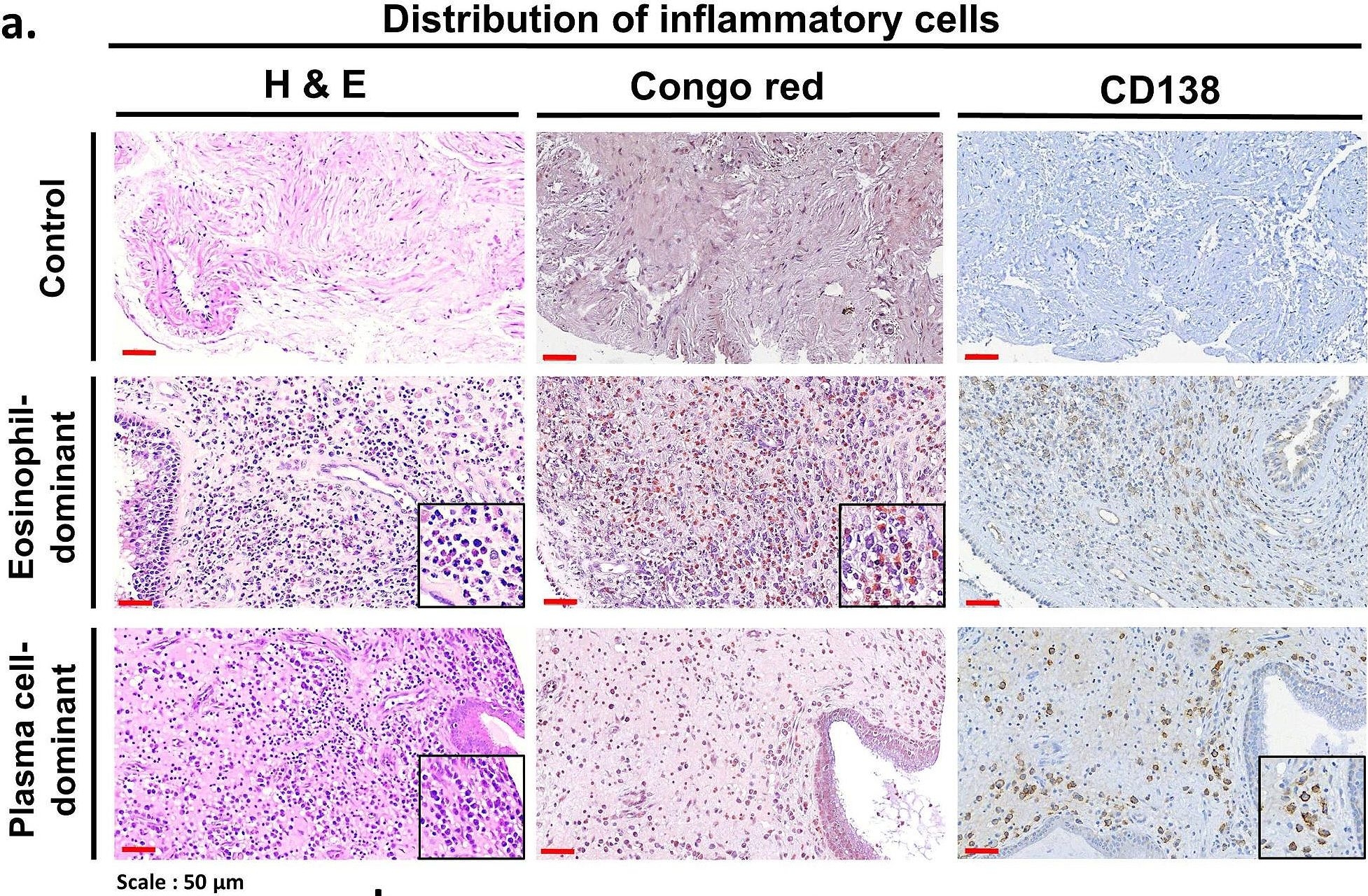 CD138 antibodies - Antibody search engine - CiteAb