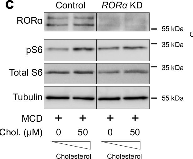 Fig.7.C showing Western Blotting in a Homo sapiens (Human) sample from the publication: HR3/RORα-mediated cholesterol sensing regulates TOR signaling.