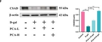 Fig.6.F showing Western Blotting in a Mus musculus (House mouse) sample from the publication: Protocatechuic Acid Alleviates D-Gal-Induced Renal Senescence and Injury in Mice by Regulating Taurine Metabolism.