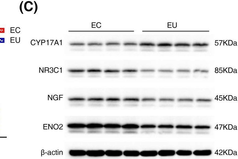 Fig.7.C showing Western Blotting from the publication: Identification and analysis of oxidative stress-related genes in endometriosis.