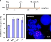 Fig.4.C showing Immunocytochemistry-immunofluorescence in a Homo sapiens (Human) sample from the publication: Transcription-mediated organization of the replication initiation program across large genes sets common fragile sites genome-wide.
