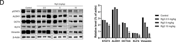 Fig.5.D showing Western Blotting from the publication: Inhibitory effect of ginsenoside Rg3 on cancer stemness and mesenchymal transition in breast cancer via regulation of myeloid-derived suppressor cells.