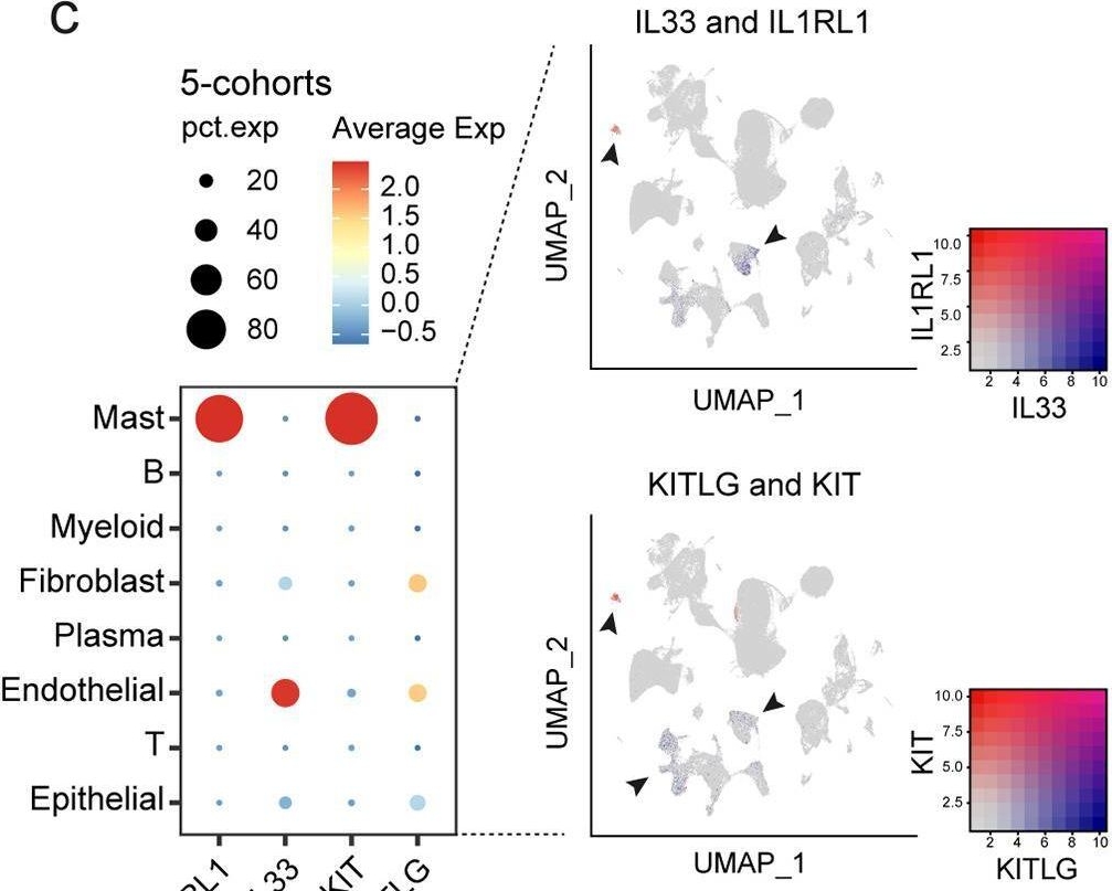 Fig.5.C showing Flow cytometry/Cell sorting in a Homo sapiens (Human) sample from the publication: Single-cell analysis unveils activation of mast cells in colorectal cancer microenvironment.