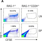 Fig.5.A showing Flow cytometry/Cell sorting in a Mus musculus (House mouse) sample from the publication: Dendritic cell expression of CD24 contributes to optimal priming of T lymphocytes in lymph nodes.