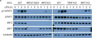 Fig.7.C showing Western Blotting in a Mus musculus (House mouse) sample from the publication: IRF-7 Mediates Type I IFN Responses in Endotoxin-Challenged Mice.