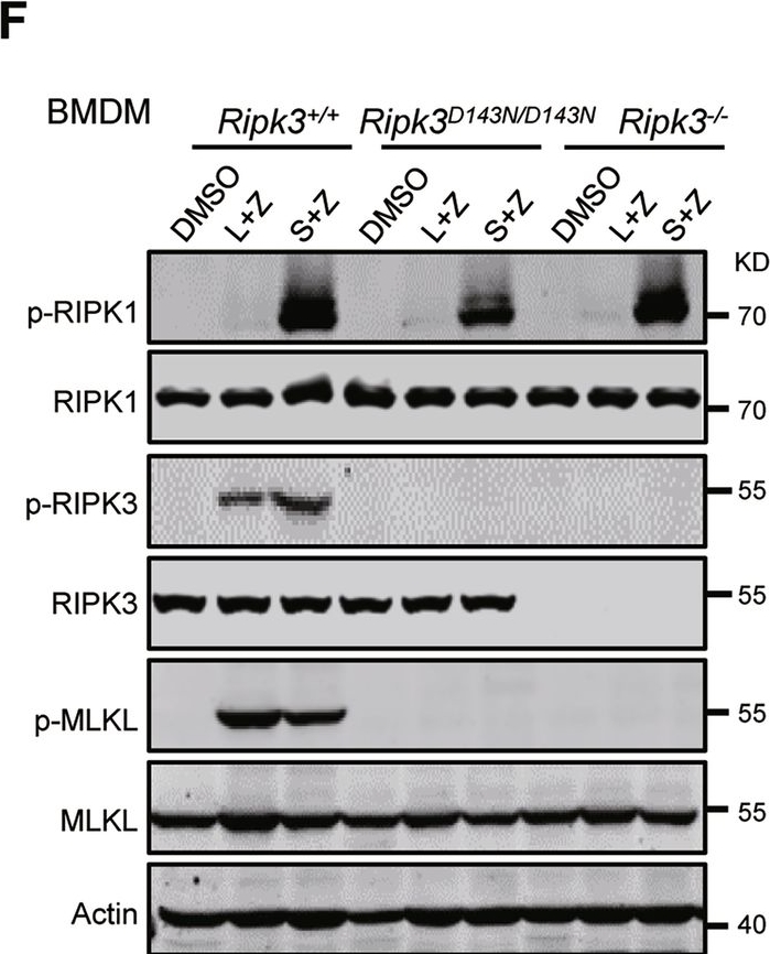 Fig.2.F showing Western Blotting from the publication: A viable kinase-inactive RIPK3 D143N mouse model reveals its scaffold function in driving TNF-induced inflammatory disorder.