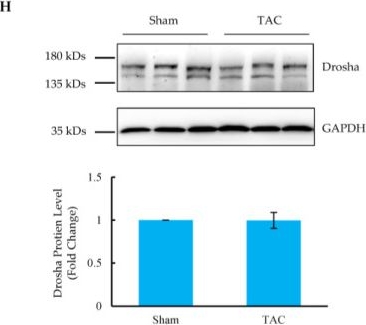 Fig.2.H showing Western Blotting from the publication: Suppression of RBFox2 by Multiple MiRNAs in Pressure Overload-Induced Heart Failure.
