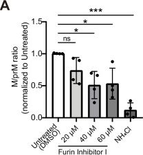 Fig.4.A from the publication: Cryo-electron tomography reveals coupled flavivirus replication, budding and maturation.