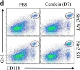 Fig.2.D showing Flow cytometry/Cell sorting in a Mus musculus (House mouse) sample from the publication: Loss of Sirt2 increases and prolongs a caerulein-induced pancreatitis permissive phenotype and induces spontaneous oncogenic Kras mutations in mice.
