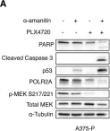 Fig.3.A showing Western Blotting from the publication: BRAF inhibition sensitizes melanoma cells to α-amanitin via decreased RNA polymerase II assembly.
