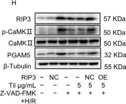 Fig.6.H showing Western Blotting in a Rattus norvegicus (Rat) sample from the publication: Tilianin Attenuates Myocardial Ischemia-Reperfusion Injury by Targeting RIP3-Mediated Necroptosis.