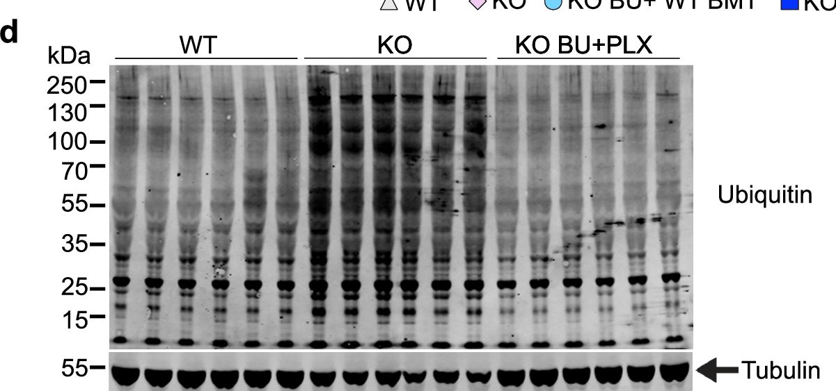 Fig.8.D showing Western Blotting in a Mus musculus (House mouse) sample from the publication: CNS-wide repopulation by hematopoietic-derived microglia-like cells corrects progranulin deficiency in mice.