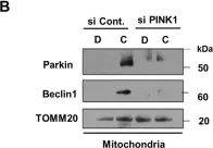 Fig.6.B showing Western Blotting in a Homo sapiens (Human) sample from the publication: SESN2 facilitates mitophagy by helping Parkin translocation through ULK1 mediated Beclin1 phosphorylation.