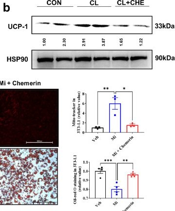 Fig.2.B from the publication: CMKLR1 senses chemerin/resolvin E1 to control adipose thermogenesis and modulate metabolic homeostasis.