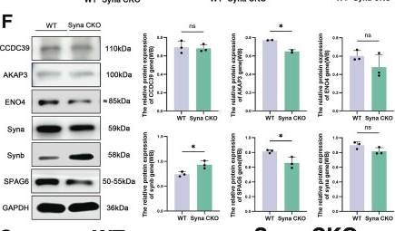 Fig.3.F showing Western Blotting in a Mus musculus (House mouse) sample from the publication: Syncytin-a deficiency compromises murine sperm function by suppressing PRL/PGE2 and PI3K/AKT/mTOR pathway.