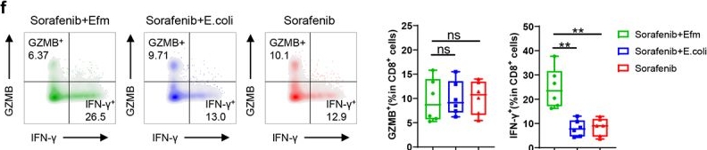Fig.4.F showing Flow cytometry/Cell sorting in a Mus musculus (House mouse) sample from the publication: Synergistic activity of Enterococcus Faecium-induced ferroptosis via expansion of IFN-γ+CD8+ T cell population in advanced hepatocellular carcinoma treated with sorafenib.