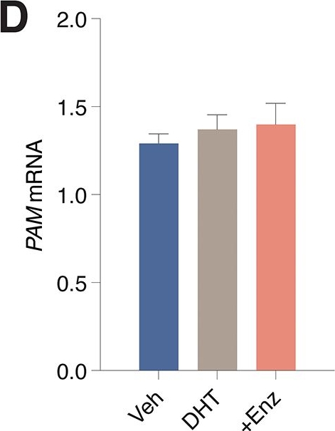 Fig.2.D from the publication: CYB561 supports the neuroendocrine phenotype in castration-resistant prostate cancer.