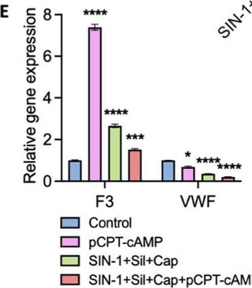 Fig.5.E from the publication: Combined Pharmacological Conditioning of Endothelial Cells for Improved Vascular Graft Endothelialization.