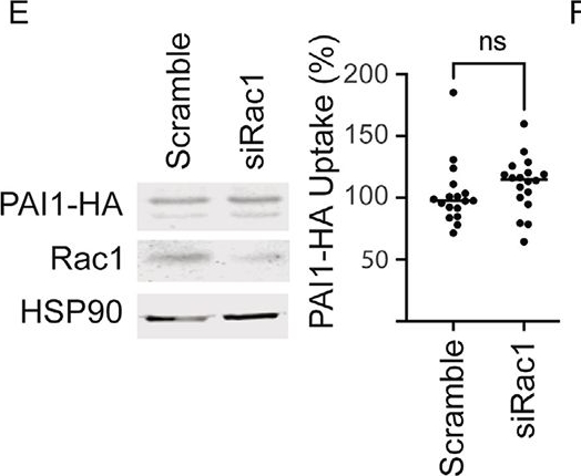 Fig.3.E showing Western Blotting from the publication: Plasminogen Activator Inhibitor-1 is Internalized by Endothelial Cells via A Pinocytosis-Like Mechanism and Evades Degradation.