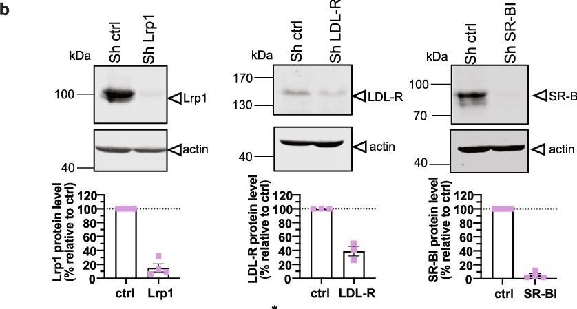 Fig.1.B showing Western Blotting in a Homo sapiens (Human) sample from the publication: The low-density lipoprotein receptor and apolipoprotein E associated with CCHFV particles mediate CCHFV entry into cells.