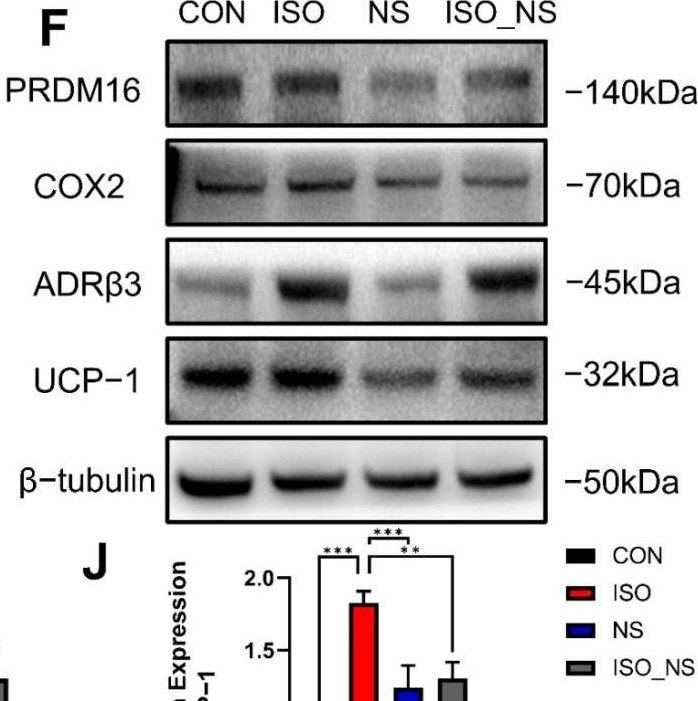 Fig.2.F showing Western Blotting from the publication: Exercise Improves the Cytoskeletal and Metabolic Functions of Brown Adipocytes Through the ADRβ3/COX2-Ywhah Axis.