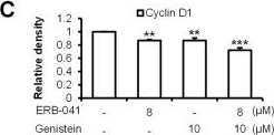 Fig.4.C from the publication: Synergistic Anti-Cancer Effects of ERB-041 and Genistein through Estrogen Receptor Suppression-Mediated PI3K/AKT Pathway Downregulation in Canine Mammary Gland Tumor Cells.