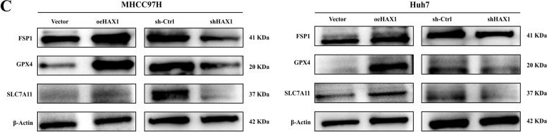 Fig.5.C showing Western Blotting in a Homo sapiens (Human) sample from the publication: HAX1 Promotes Hepatocellular Carcinoma Progression by Inhibiting Ferroptosis Through Modulation of Iron Homeostasis and the GSH/GPX4 Pathway.