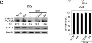 Fig.6.C showing Western Blotting in a Homo sapiens (Human) sample from the publication: Docosahexaenoic acid (DHA) promotes immunogenic apoptosis in human multiple myeloma cells, induces autophagy and inhibits STAT3 in both tumor and dendritic cells.