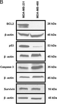 Fig.2.B showing Western Blotting in a Homo sapiens (Human) sample from the publication: Molecular Basis of Simalikalactone D Sensitivity in Triple-Negative Breast Cancer Cells.