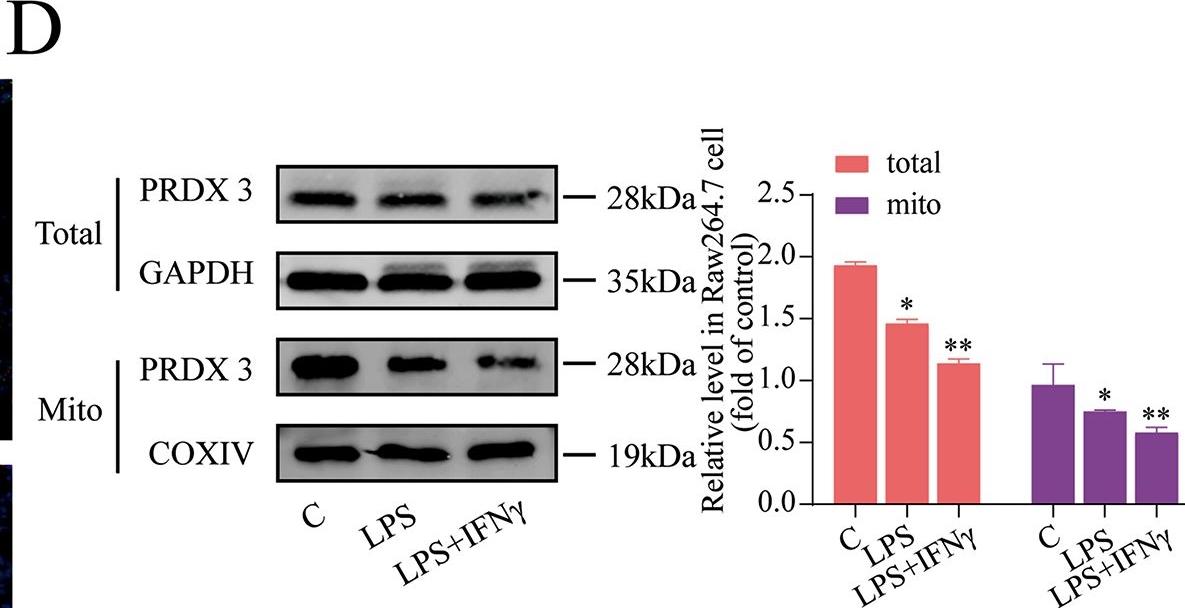 Fig.4.D showing Western Blotting from the publication: Peroxiredoxin 3 has a crucial role in the macrophage polarization by regulating mitochondrial homeostasis.