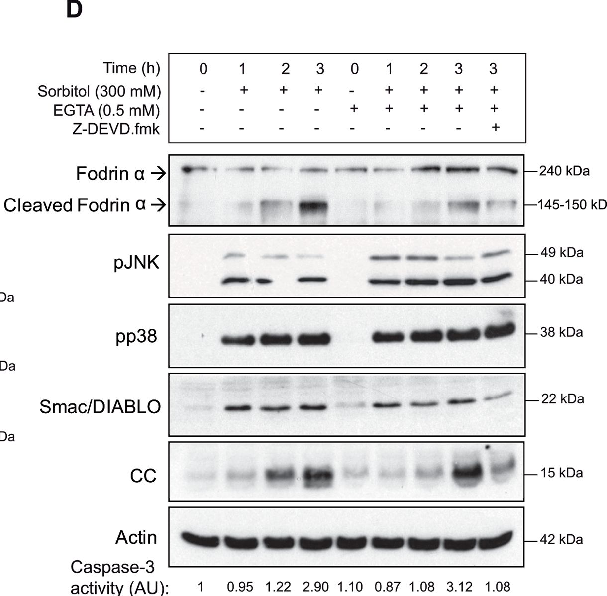 Fig.2.D showing Western Blotting in a Xenopus laevis (African clawed frog) sample from the publication: Osmostress-induced apoptosis in Xenopus oocytes: role of stress protein kinases, calpains and Smac/DIABLO.