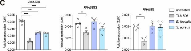 Fig.1.C showing Flow cytometry/Cell sorting in a Homo sapiens (Human) sample from the publication: Bacterial RNA sensing by TLR8 requires RNase 6 processing and is inhibited by RNA 2'O-methylation.