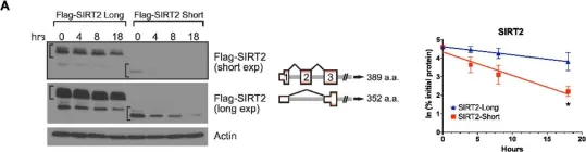 Fig.4.A showing Western Blotting from the publication: mTOR Contributes to the Proteome Diversity through Transcriptome-Wide Alternative Splicing.