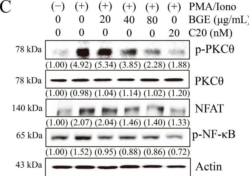 Fig.5.C showing Western Blotting from the publication: Black Ginseng Extract Exerts Potentially Anti-Asthmatic Activity by Inhibiting the Protein Kinase Cθ-Mediated IL-4/STAT6 Signaling Pathway.