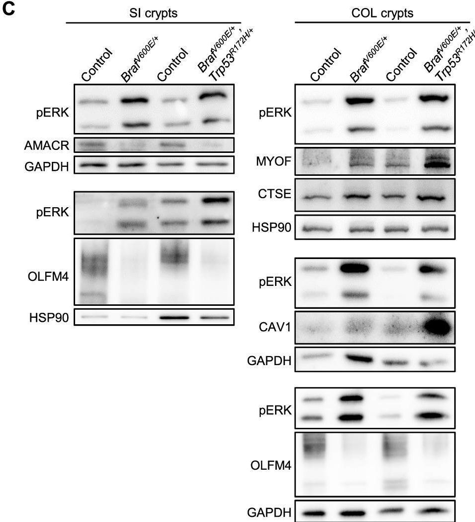 Fig.1.C showing Western Blotting from the publication: BRAFV600E drives dedifferentiation in small intestinal and colonic organoids and cooperates with mutant p53 and Apc loss in transformation.