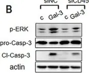Fig.8.B showing Western Blotting from the publication: The N-terminal tail coordinates with carbohydrate recognition domain to mediate galectin-3 induced apoptosis in T cells.