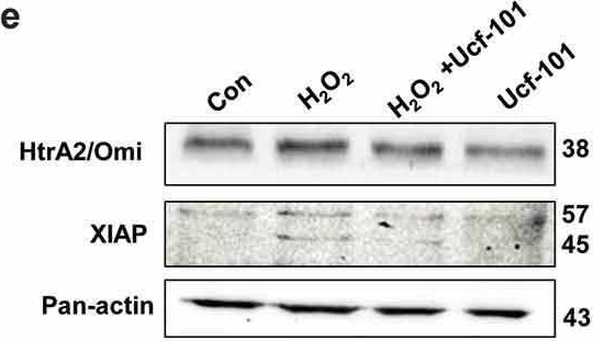 Fig.3.E showing Western Blotting in a Rattus norvegicus (Rat) sample from the publication: Mitochondrial serine protease Omi/HtrA2 accentuates brain ischemia/reperfusion injury in rats and oxidative stress injury in vitro by modulating mitochondrial stress proteins CHOP and ClpP and physically interacting with mitochondrial fusion protein OPA1.