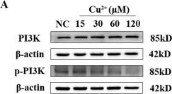 Fig.5.A showing Western Blotting in a Homo sapiens (Human) sample from the publication: The Role of Autophagy in Copper-Induced Apoptosis and Developmental Neurotoxicity in SH-SY5Y Cells.