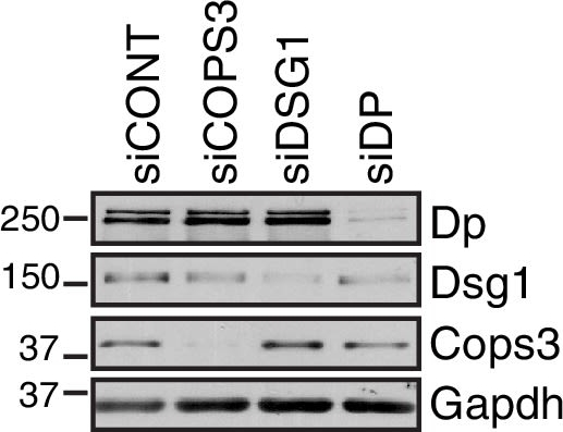 Epidermal Growth Factor Receptor neddylation is regulated by a desmosomal-COP9 (Constitutive Photomorphogenesis 9) signalosome complex.