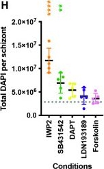 Fig.2.H from the publication: Inhibition of Wnt signaling in primary human hepatocytes promotes Plasmodium falciparum liver stage development.