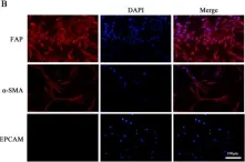 ab124964) Anti-alpha smooth muscle Actin antibody [EPR5368
