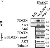 Fig.3.B showing Western Blotting in a Homo sapiens (Human) sample from the publication: Atg7 senses ATP levels and regulates AKT1-PDCD4 phosphorylation-ubiquitination axis to promote survival during metabolic stress.