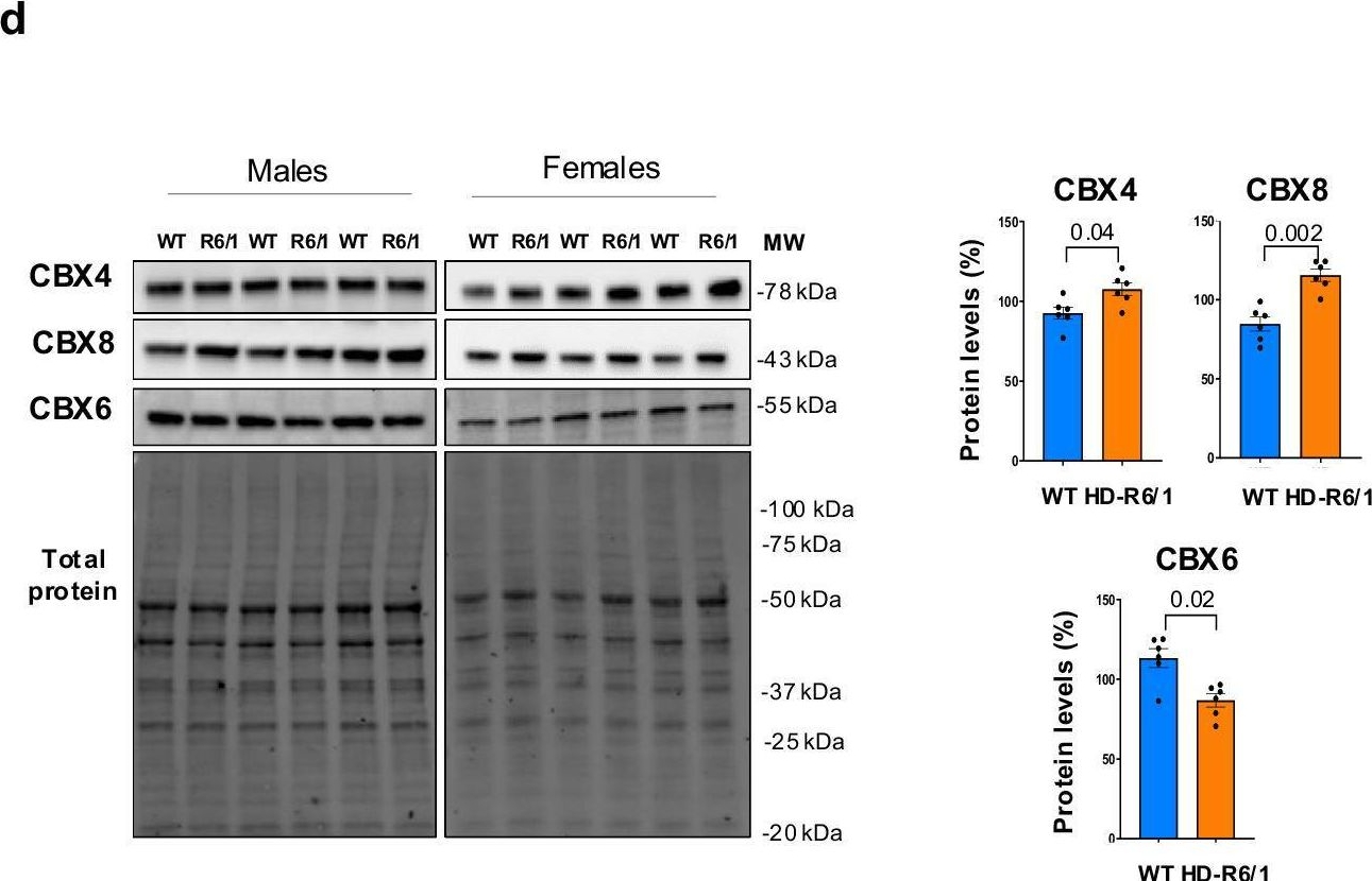 Fig.4.D showing Western Blotting in a Mus musculus (House mouse) sample from the publication: Accelerated epigenetic aging in Huntington's disease involves polycomb repressive complex 1.