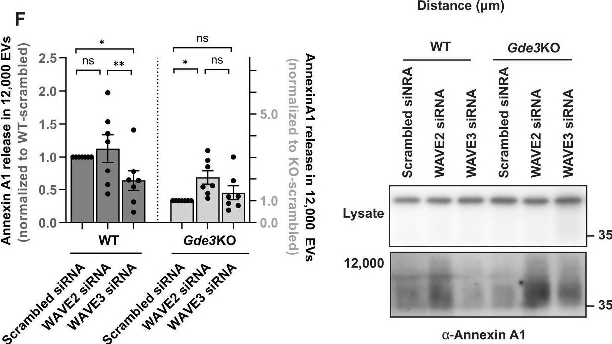 Fig.3.F showing Western Blotting in a Mus musculus (House mouse) sample from the publication: An independent regulator of global release pathways in astrocytes generates a subtype of extracellular vesicles required for postsynaptic function.