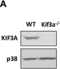 Fig.1.A showing Western Blotting from the publication: Activation of the Gi protein-RHOA axis by non-canonical Hedgehog signaling is independent of primary cilia.