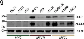 Fig.1.G showing Western Blotting from the publication: MYC paralog-dependent apoptotic priming orchestrates a spectrum of vulnerabilities in small cell lung cancer.