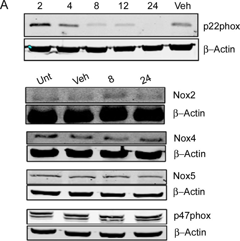 Fig.2.T showing Western Blotting from the publication: H2O2 production downstream of FLT3 is mediated by p22phox in the endoplasmic reticulum and is required for STAT5 signalling.