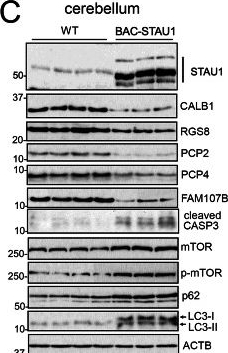 Fig.3.C showing Western Blotting from the publication: A human Staufen1 BAC transgenic mouse exhibits abnormal autophagy and neurodegeneration across the central nervous system.