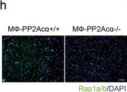 Fig.4.H showing Immunocytochemistry-immunofluorescence from the publication: PP2Acα promotes macrophage accumulation and activation to exacerbate tubular cell death and kidney fibrosis through activating Rap1 and TNFα production.